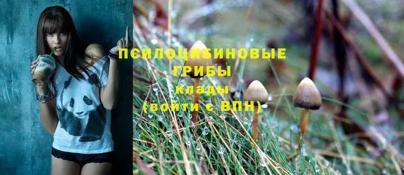 Галлюциногенные грибы Psilocybe  Мышкин 